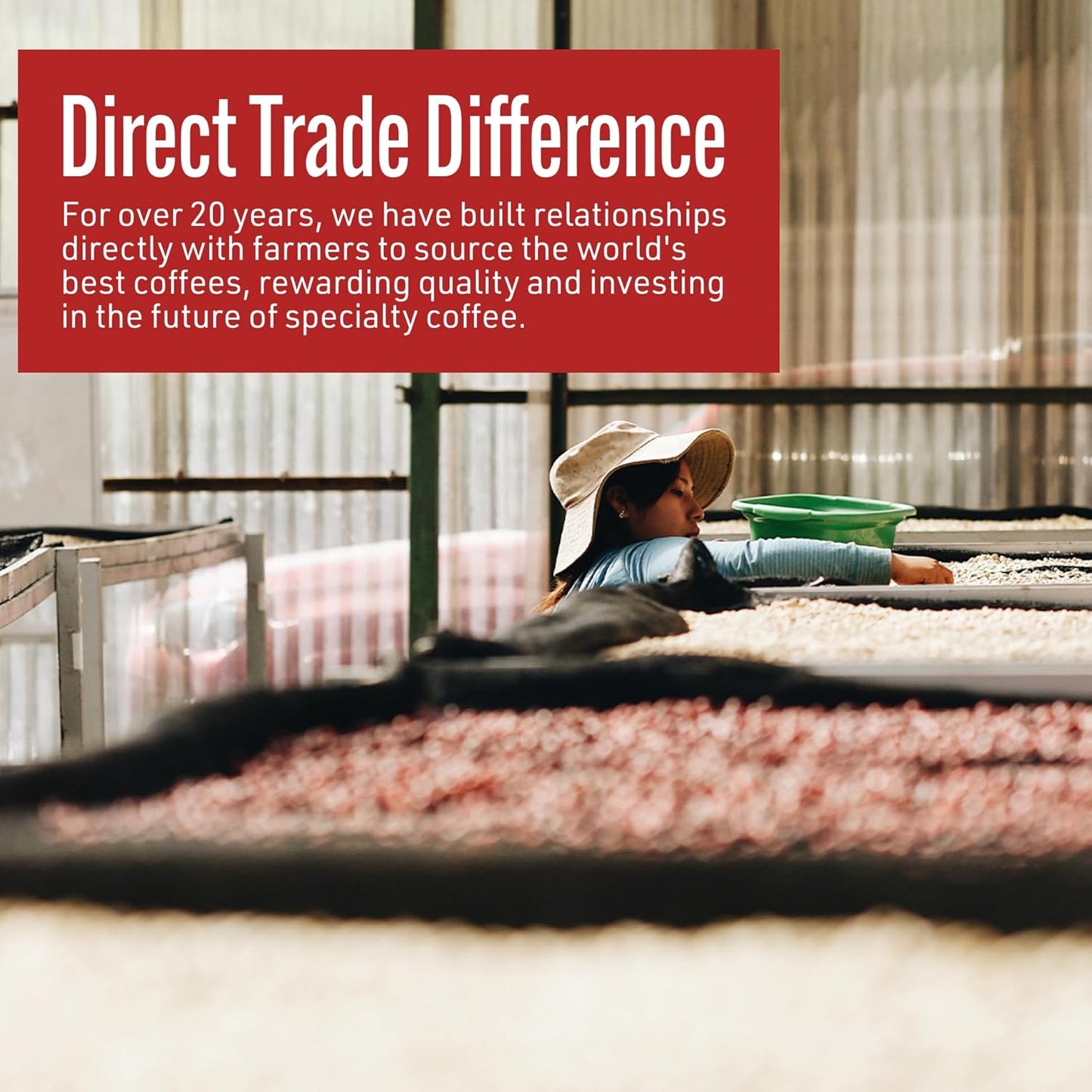 Intelligentsia Coffee, Light Roast Whole Bean Coffee - Black Cat Classic Espresso 36 Ounces (3 Bags of 12 Ounces)