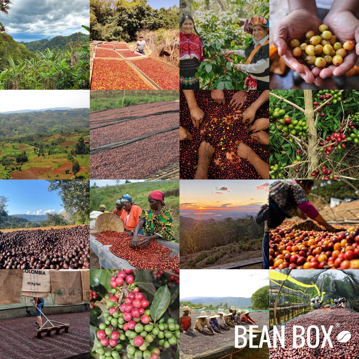 Sound and Vision Blend - Roasted by Huckleberry Roasters - Whole Bean Coffee - 12 Ounce Bag