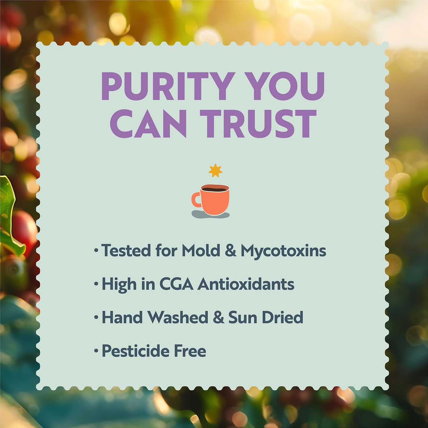 Clean Coffee Co. - Low Acid Medium Roast, Tested for Molds and Toxins, Costa Rica Blend, Notes of Milk Chocolate, Roasted Nuts, Toasted Malt (Whole Bean, 12 oz Bag)