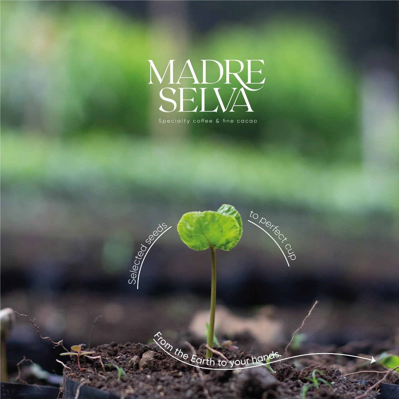 Colombian Specialty Pink Bourbon Coffee Whole Bean Medium Roast Arabica Gourmet Fresh Roasted Single Origin Premium Low Acid Exotic Notes Rich Aroma Smooth Flavor High Altitude Gift Ready 8.8oz 250g