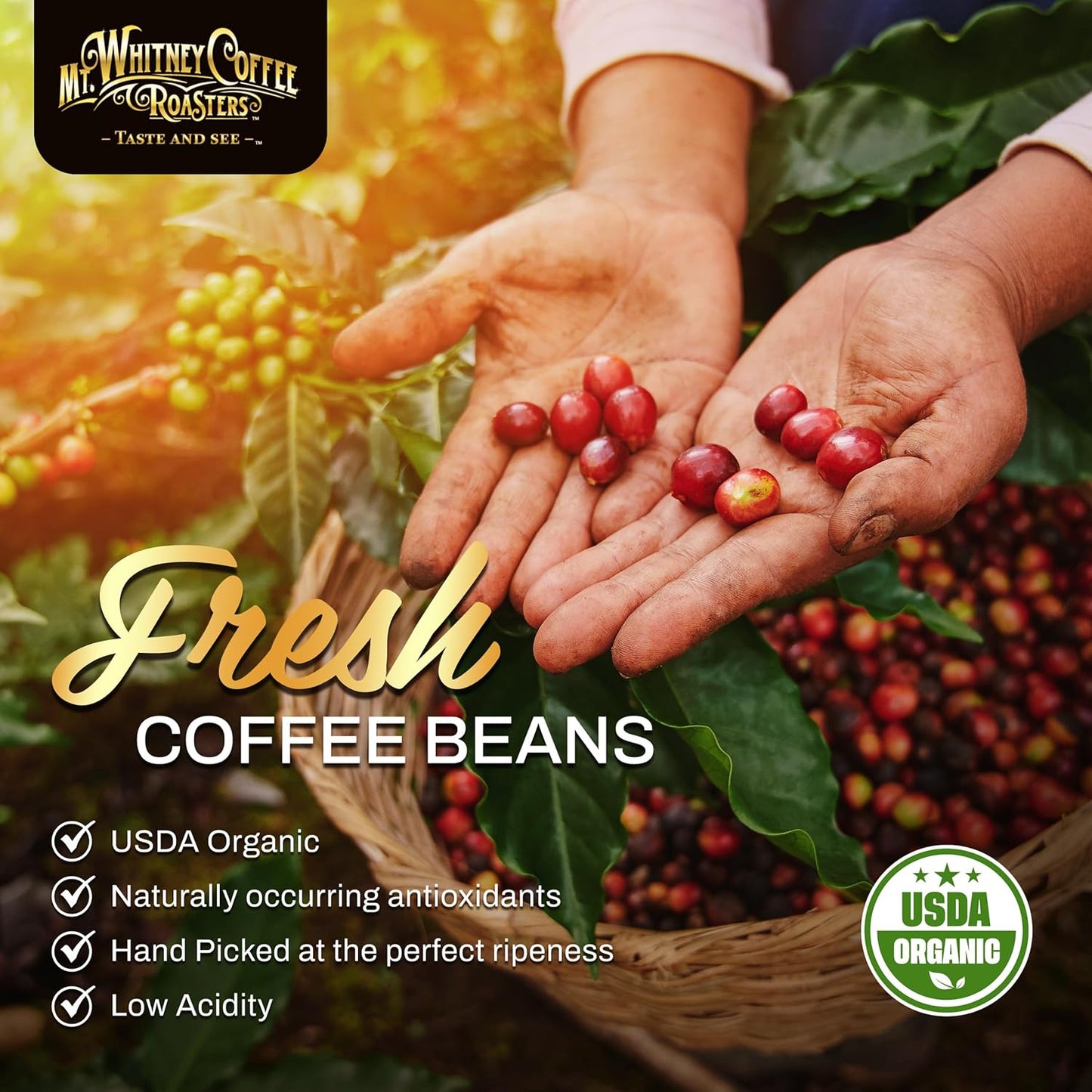 Mt. Whitney Base Camp Blend Coffee Beans - Medium Dark Roast Coffee, Low Acid Coffee - Ground Coffee, 2 pound (Pack of 1)