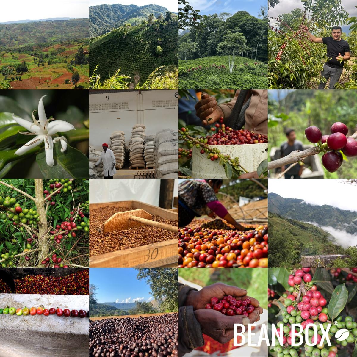 Uganda Sipi Natural - Roasted by Huckleberry Roasters - Whole Bean Coffee - 12 Ounce Bag