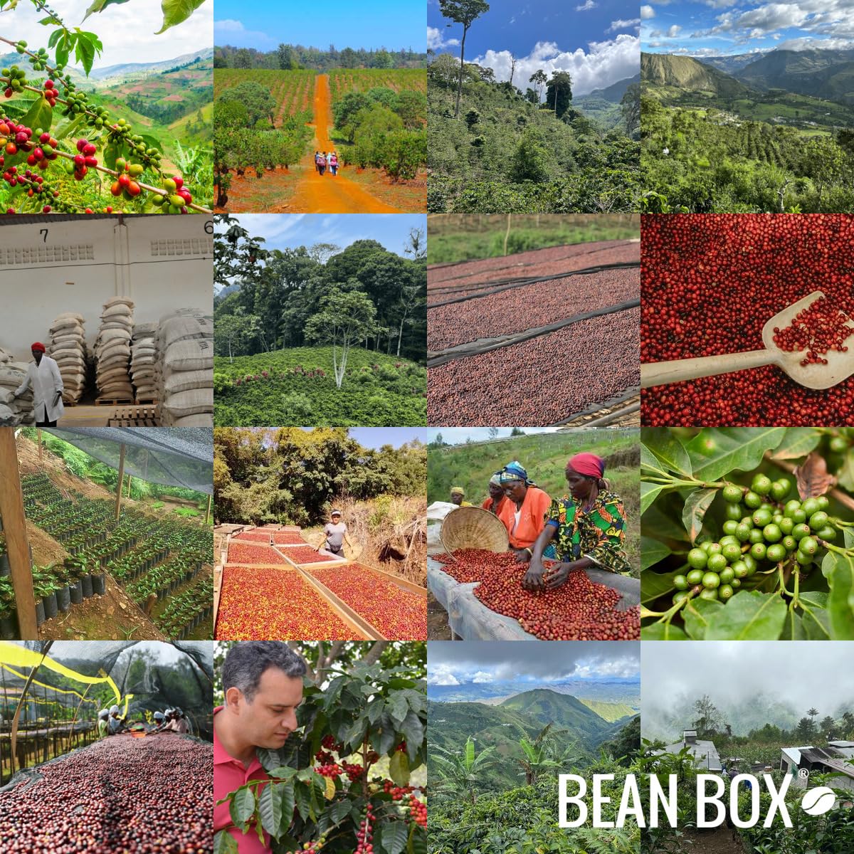 Phantom Limb - Roasted by Huckleberry Roasters - Whole Bean Coffee - 12 Ounce Bag