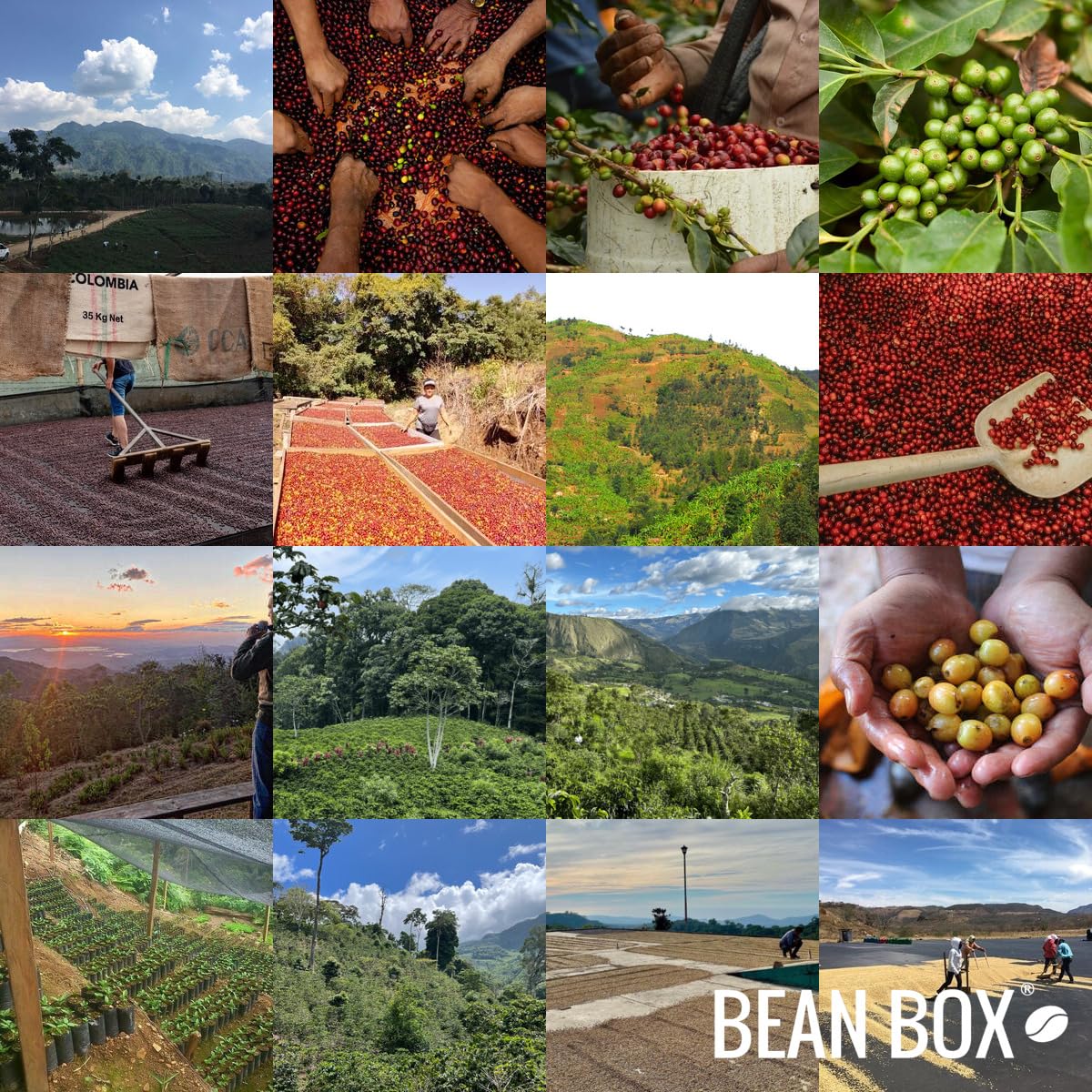 Skeleton Key Decaf - Roasted by Huckleberry Roasters - Whole Bean Coffee - 2 Pound Bag