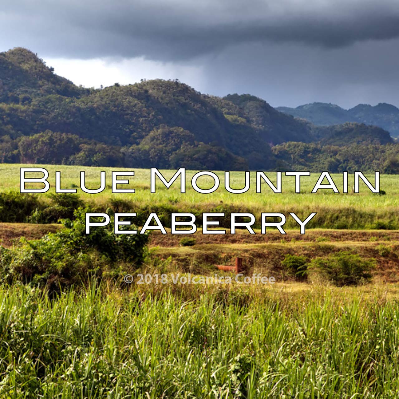 Jamaica Blue Mountain Peaberry Coffee, 100% Pure, Ground, Medium Roast, Fresh Roasted, 16-ounce