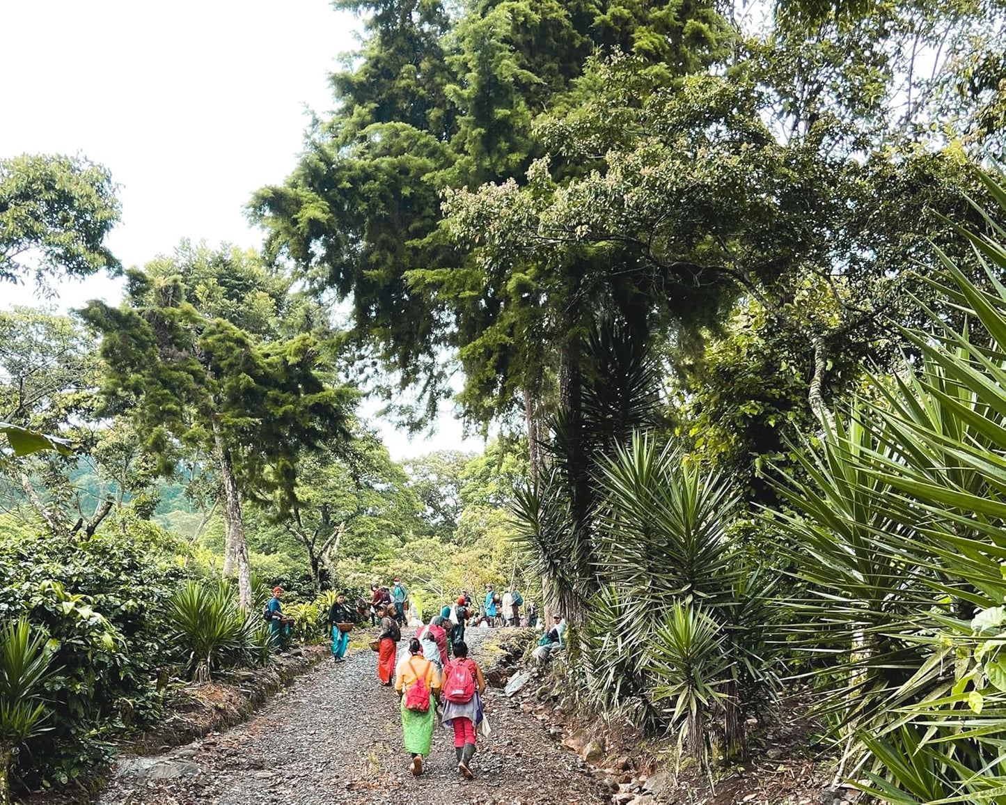 Fara Coffee, Whole Bean (French Roast (Dark), 2.2 Lb)